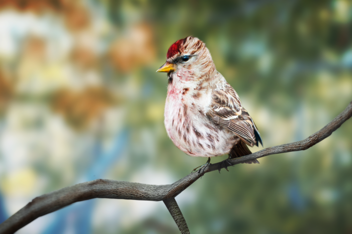 Polskie studio T-Bull pracuje nad niecodzienną grą. "Birding Simulator" to jedyna gra zbudowana w oparciu o fotografię ornitologiczną.